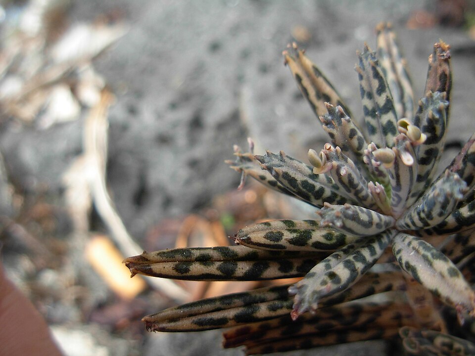 Kalanchoe delagoensis (Mother of Millions) (alternate view 9)