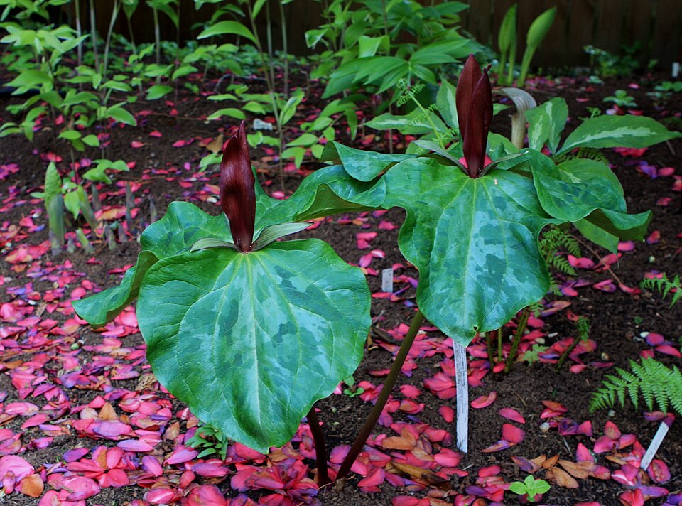 Trillium kurabayashii (giant purple wakerobin) (alternate view 7)