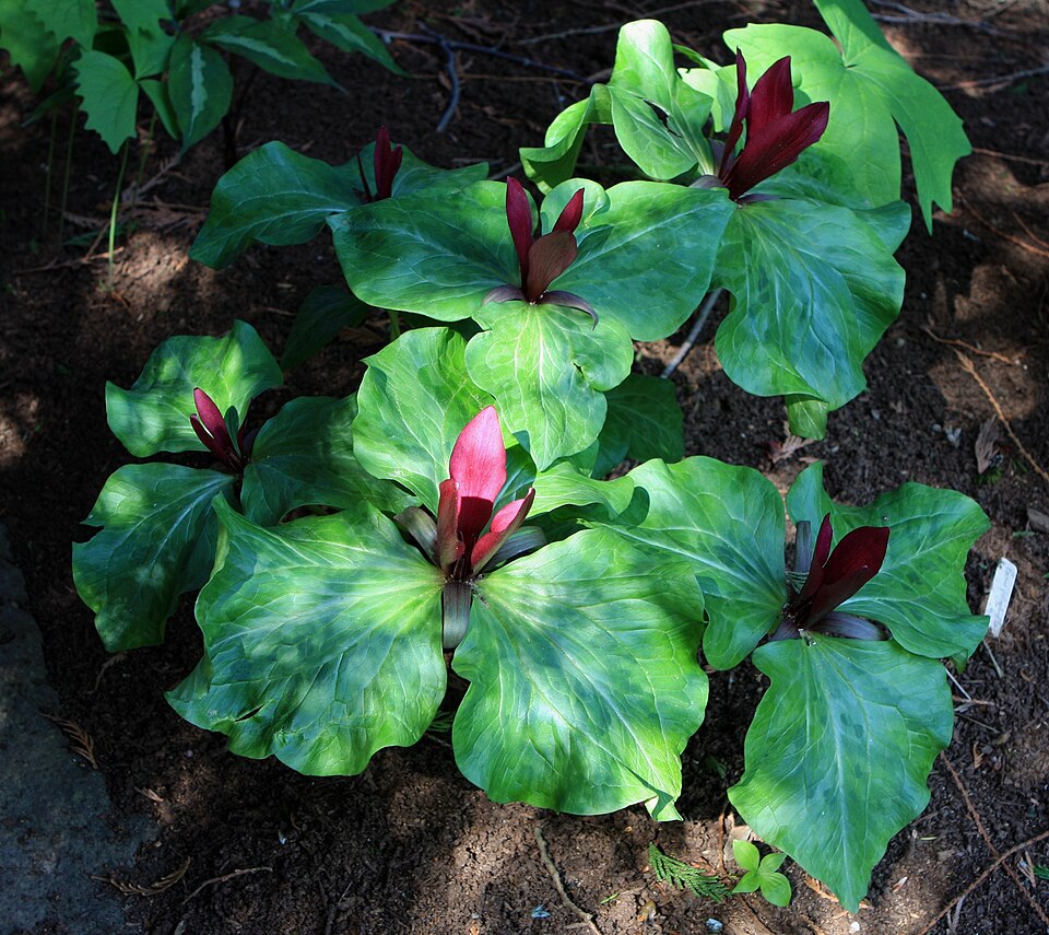 Trillium kurabayashii (giant purple wakerobin) (alternate view 8)
