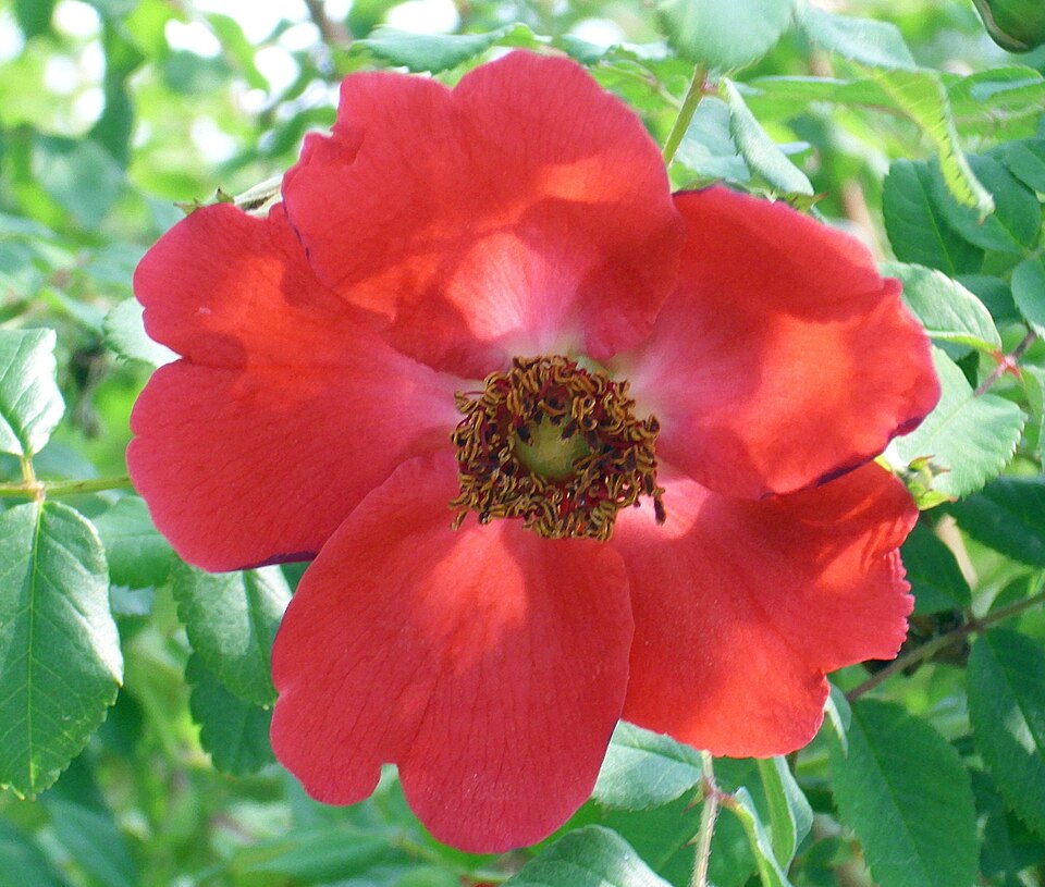 Rosa 'Geranium' (alternate view 2)