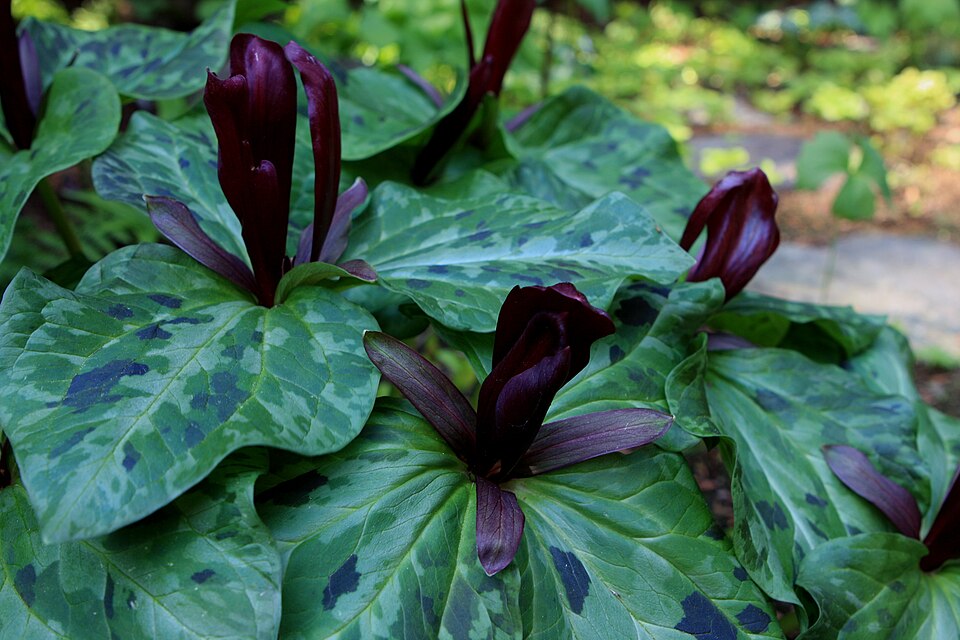 Trillium kurabayashii (giant purple wakerobin) (alternate view 9)