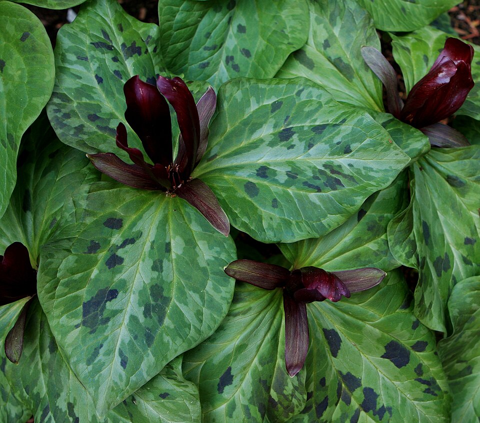Trillium kurabayashii (giant purple wakerobin) (alternate view 10)