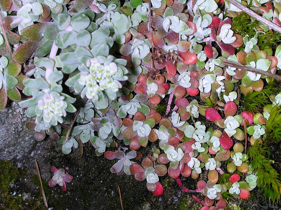 Sedum spathulifolium (Broadleaf Stonecrop) (alternate view 10)
