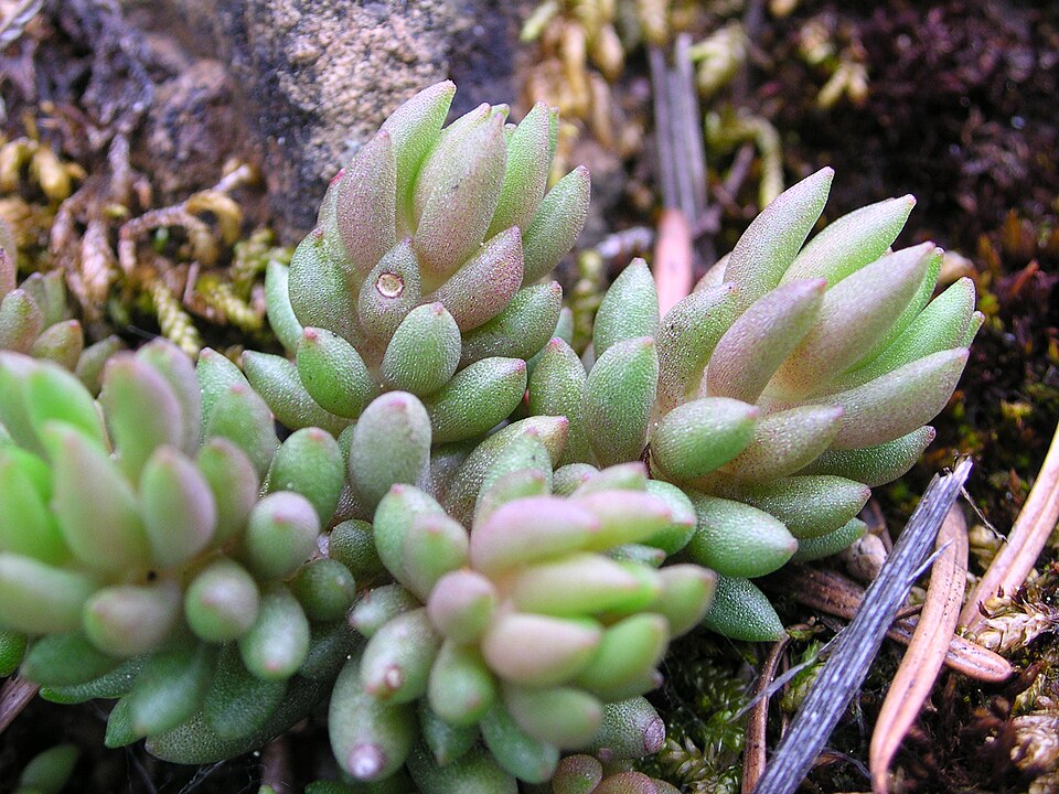 Sedum lanceolatum (Spearleaf Stonecrop) (alternate view 7)