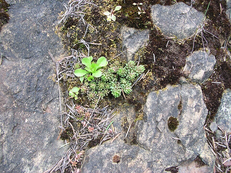 Sedum lanceolatum (Spearleaf Stonecrop) (alternate view 8)