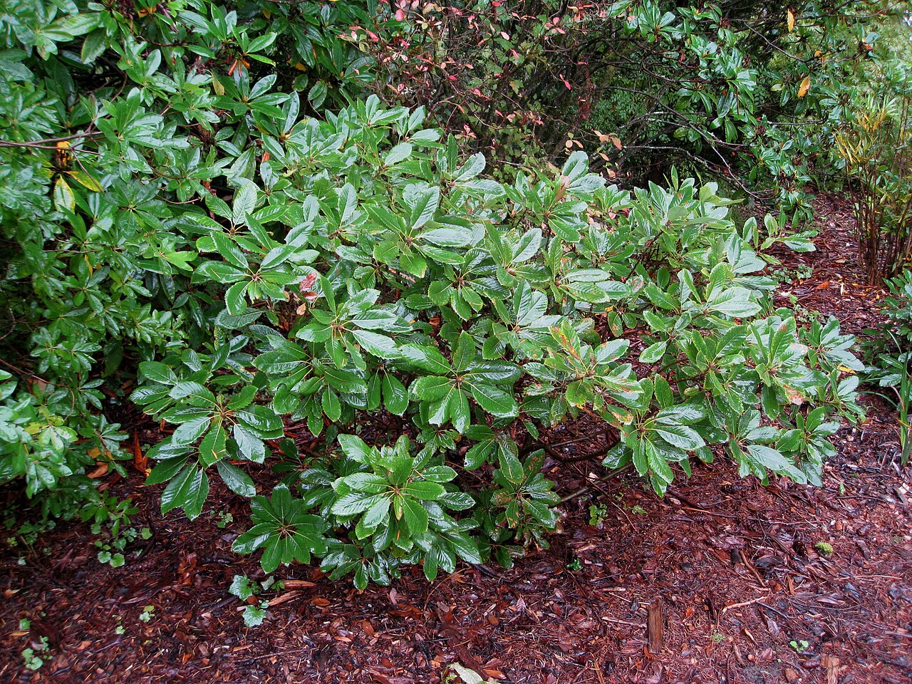 Quercus sadleriana (Sadler's Oak)