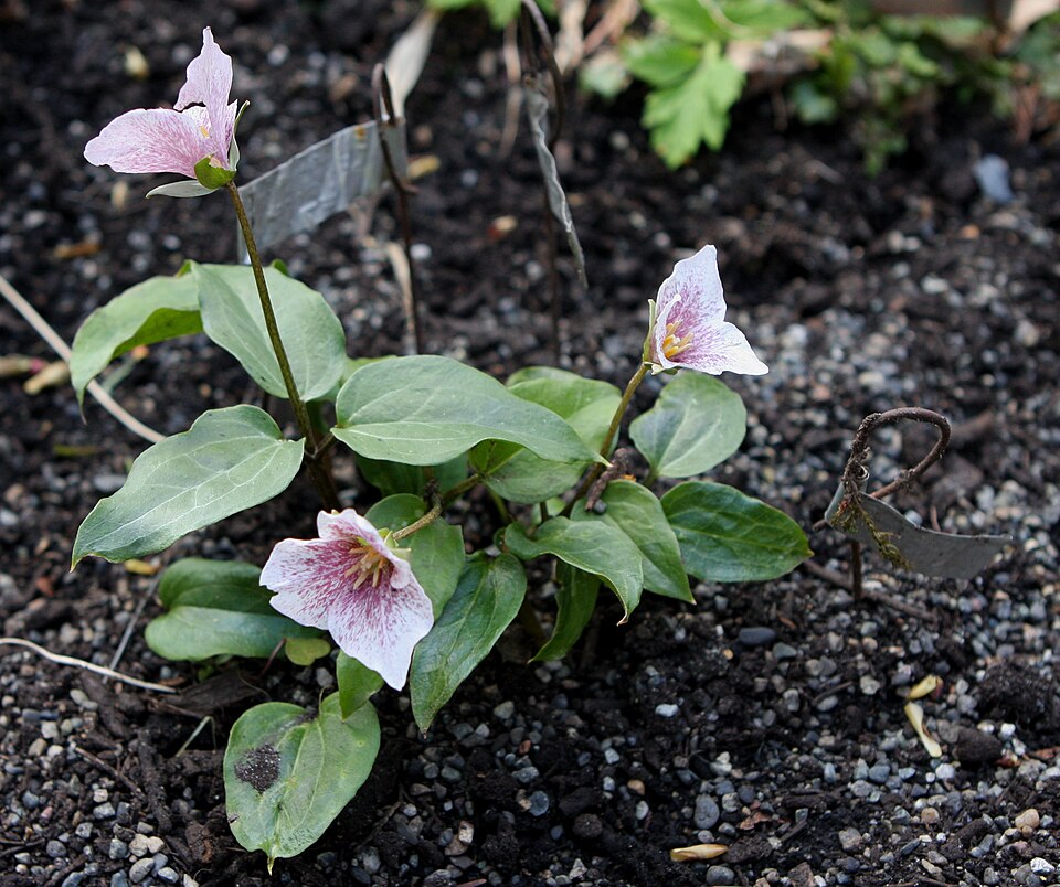 Pseudotrillium rivale (brook wakerobin) (alternate view 10)