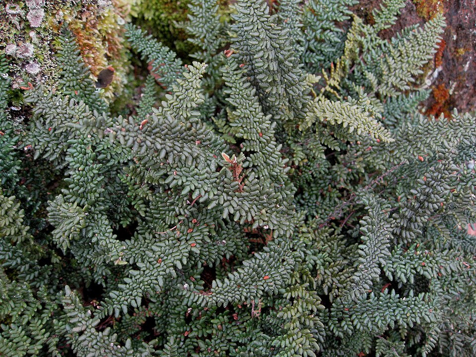 Myriopteris (lip ferns)