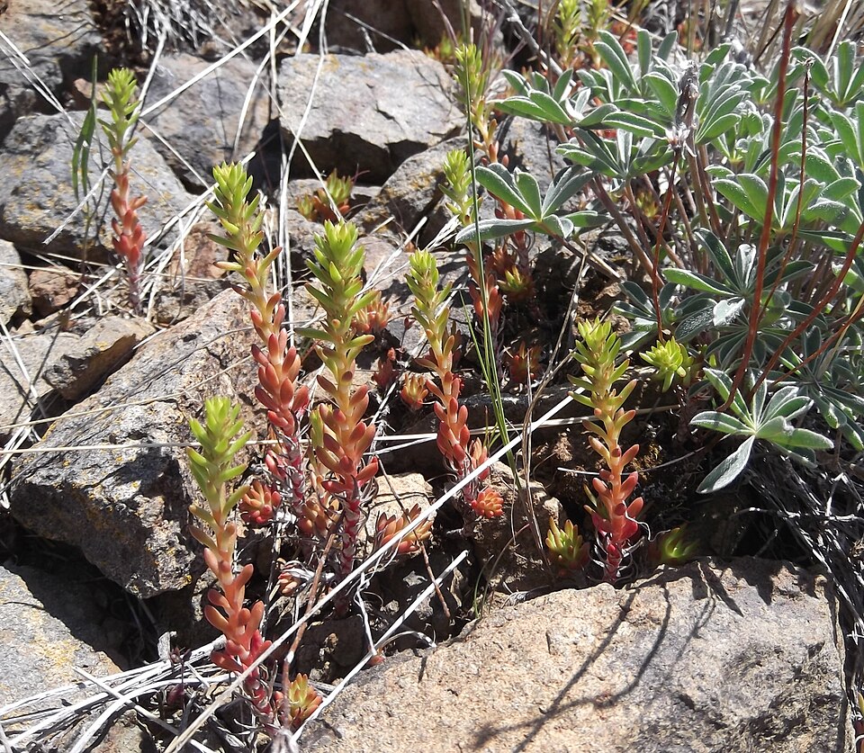 Sedum stenopetalum (Wormleaf Stonecrop) (alternate view 10)