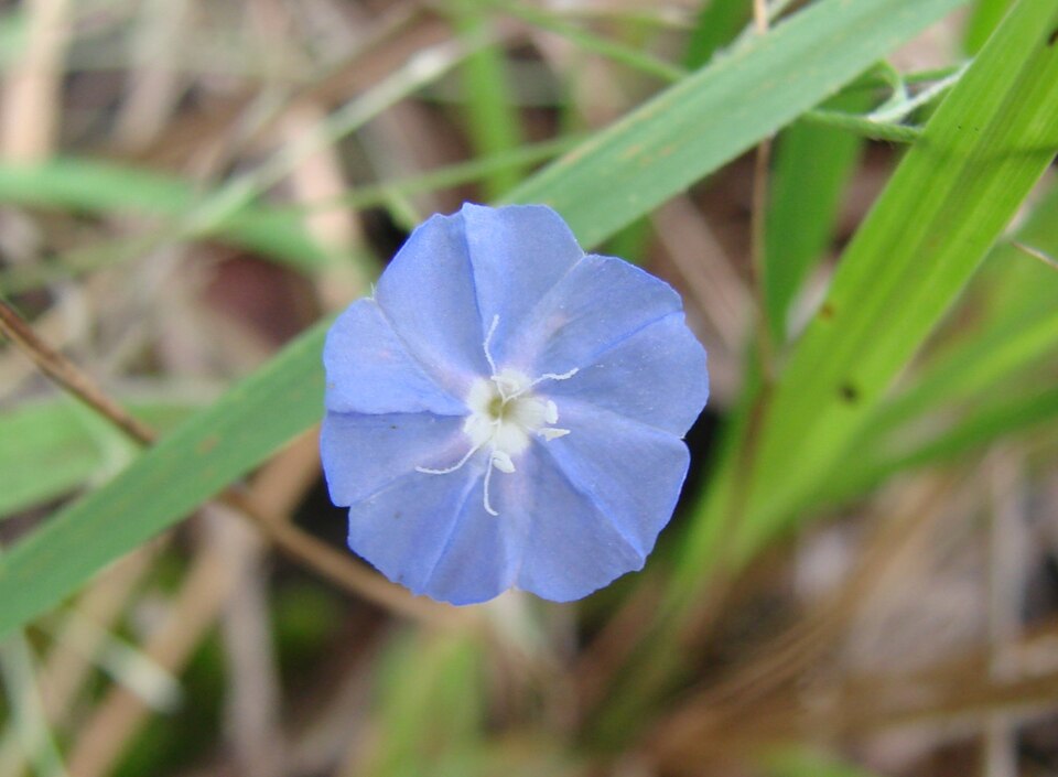 Evolvulus sericeus (silky evolvulus) (alternate view 9)