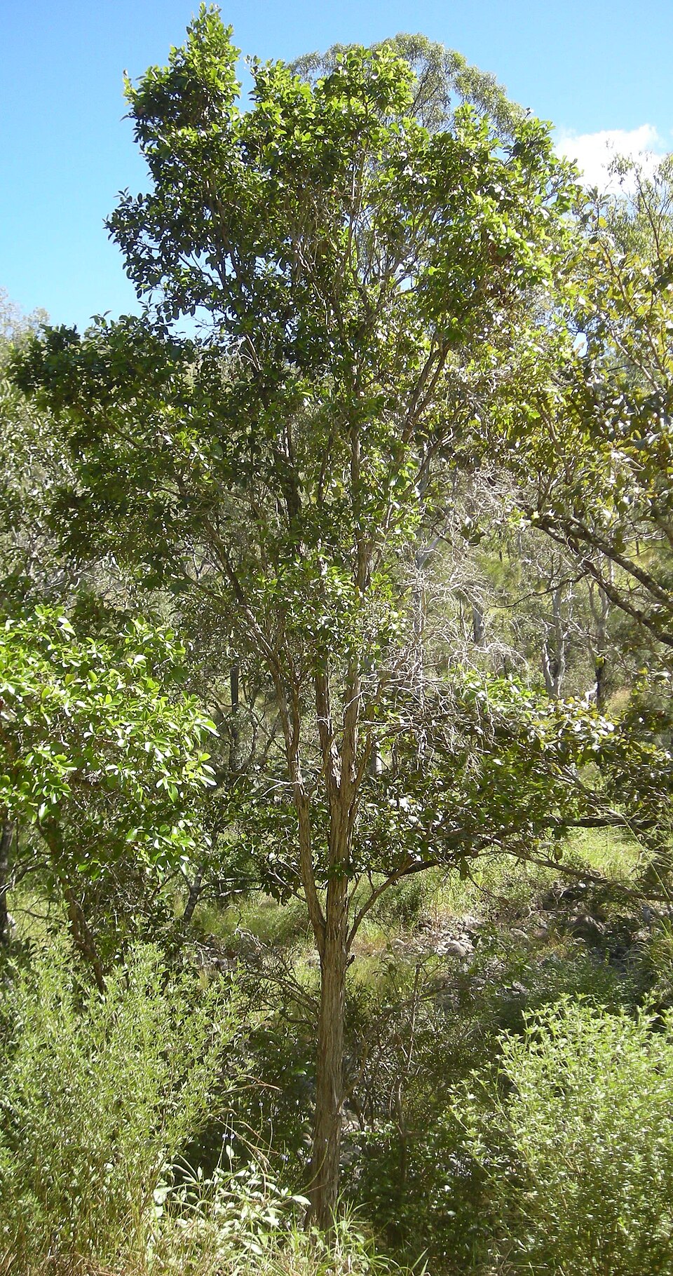 Mallotus claoxyloides (Green Kamala) (alternate view 8)