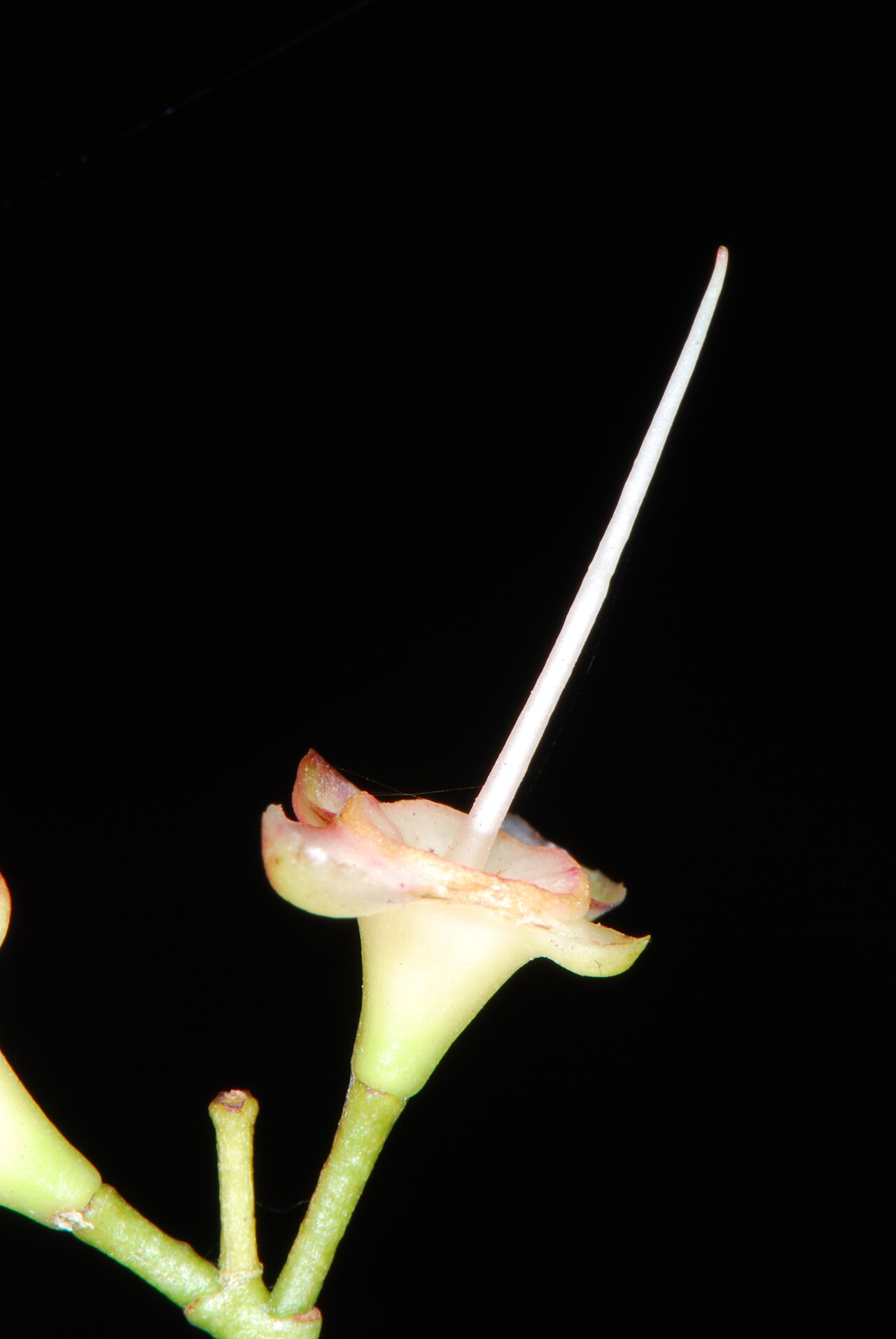Syzygium paniculatum, Magenta lilly pilly — upright evergreen (Myrtaceae) (image 1 of 7)