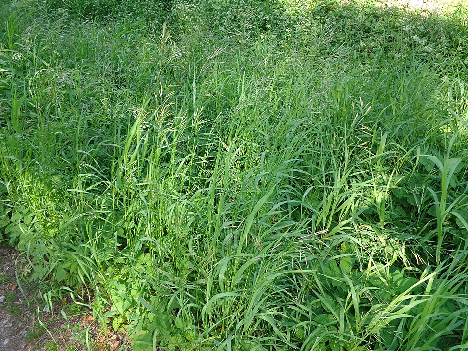 Bromus inermis (smooth brome) (alternate view 6)