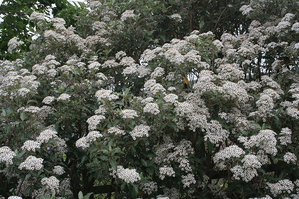 Olearia macrodonta (alternate view 6)