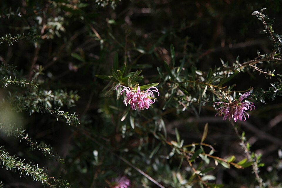 Grevillea sericea (Pink Spider Flower) (alternate view 8)