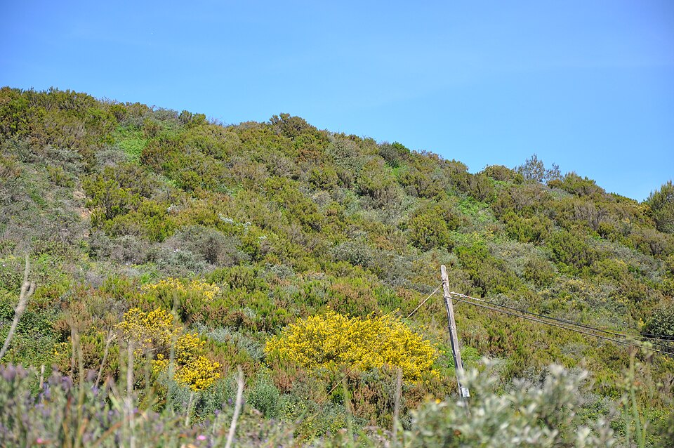 Genista linifolia (needle-leaved broom) (alternate view 9)