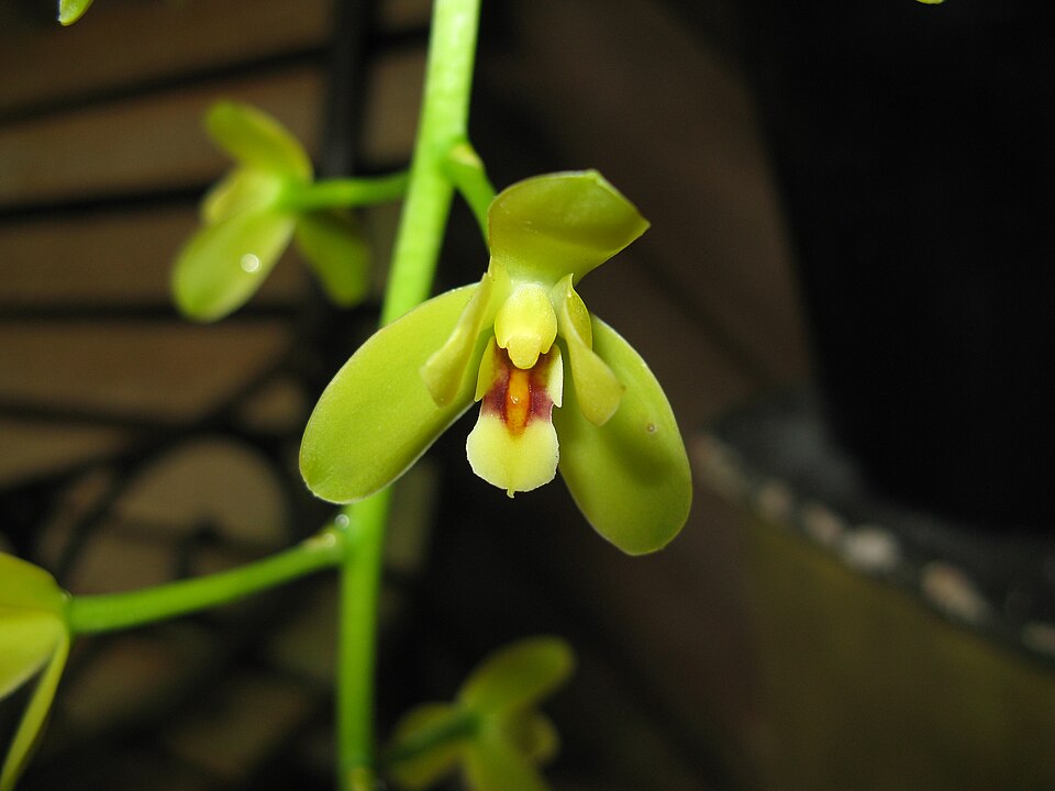 Cymbidium madidum (Arrowroot Orchid) (alternate view 10)