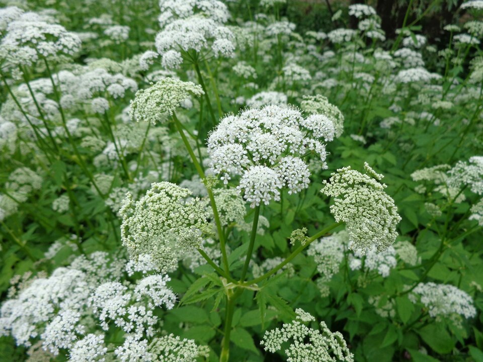 Aegopodium podagraria (Goutweed)