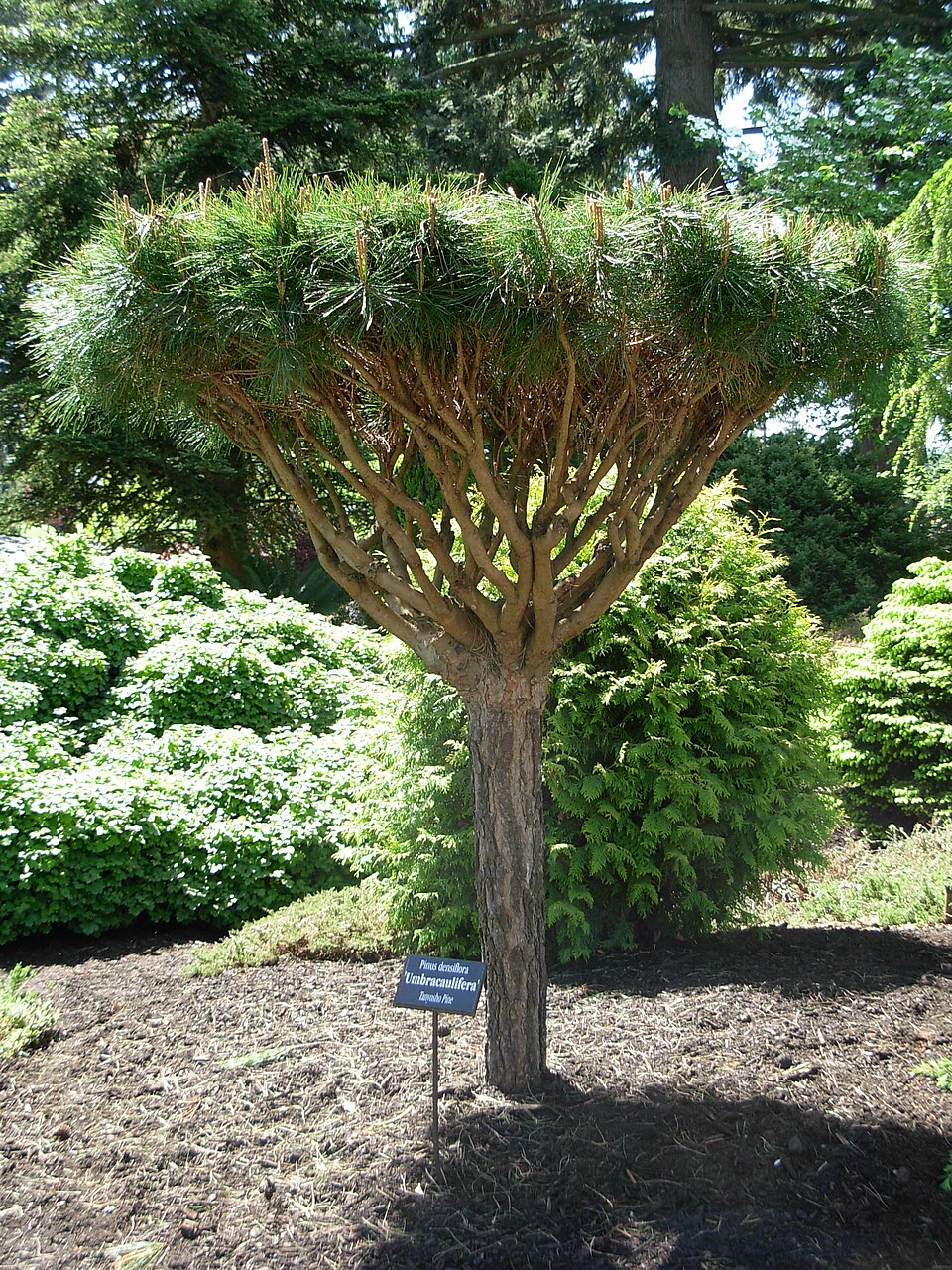 Pinus densiflora 'Umbraculifera' (Japanese Umbrella Pine) (alternate view 2)