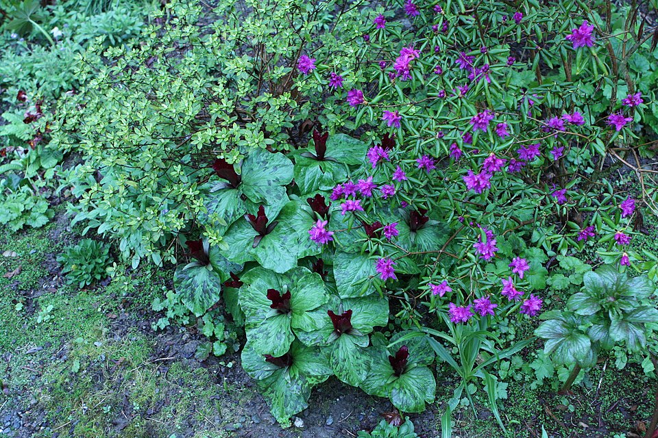 Trillium chloropetalum (giant trillium) (alternate view 9)