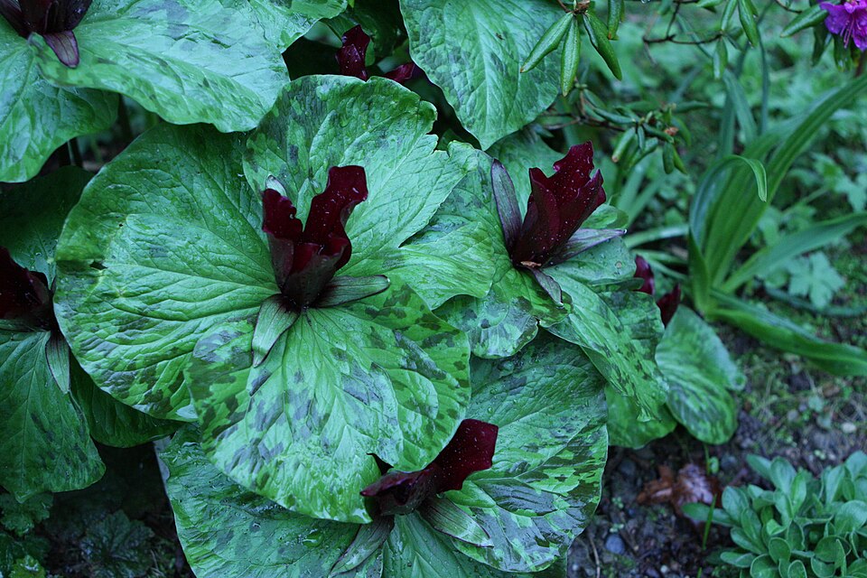 Trillium chloropetalum (giant trillium) (alternate view 10)