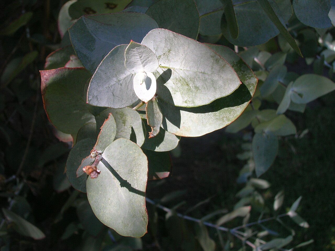 Eucalyptus cinerea, Argyle apple — upright evergreen (Myrtaceae) (image 4 of 8)