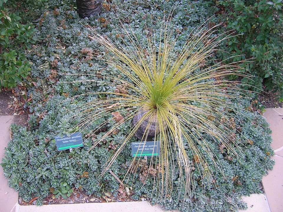 Xanthorrhoea australis (Austral Grass-tree) (alternate view 10)