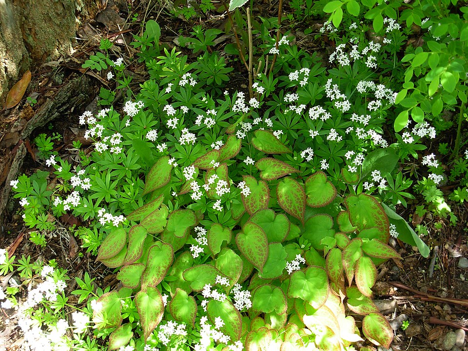 Galium odoratum (sweet woodruff) (alternate view 9)