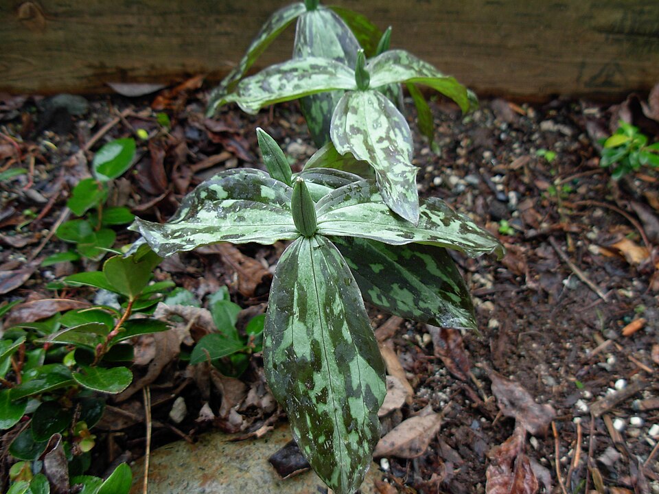 Trillium sessile (toadshade) (alternate view 8)