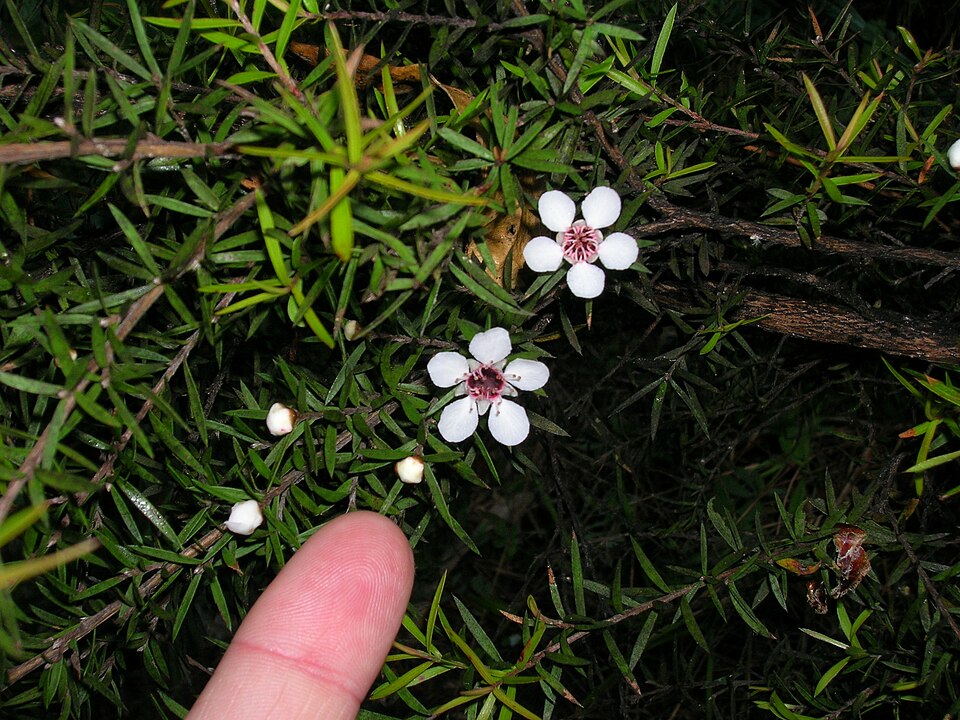 Leptospermum scoparium (Mānuka) (alternate view 6)