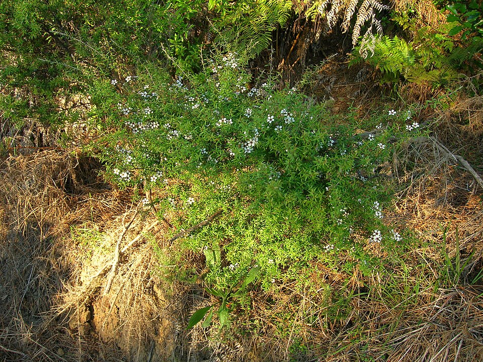 Leptospermum scoparium (Mānuka) (alternate view 7)