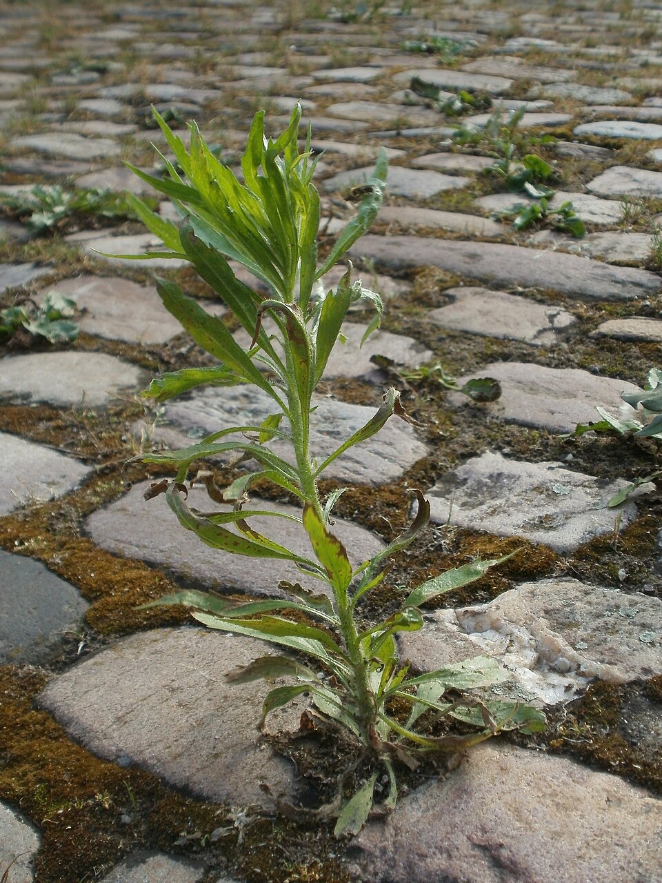 Erigeron canadensis (horseweed)