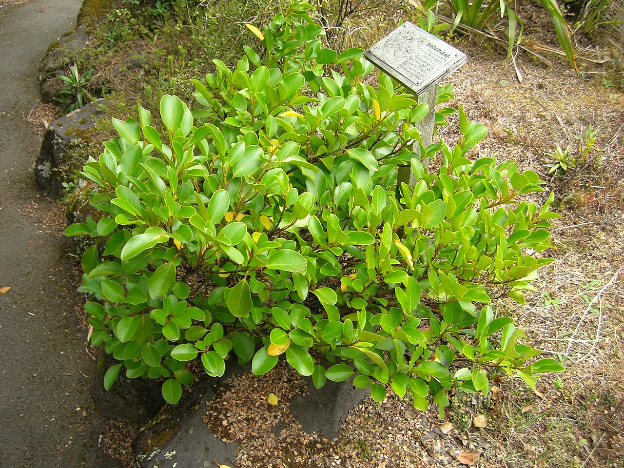 Griselinia littoralis, New Zealand broadleaf — upright evergreen (Griseliniaceae) (image 4 of 9)