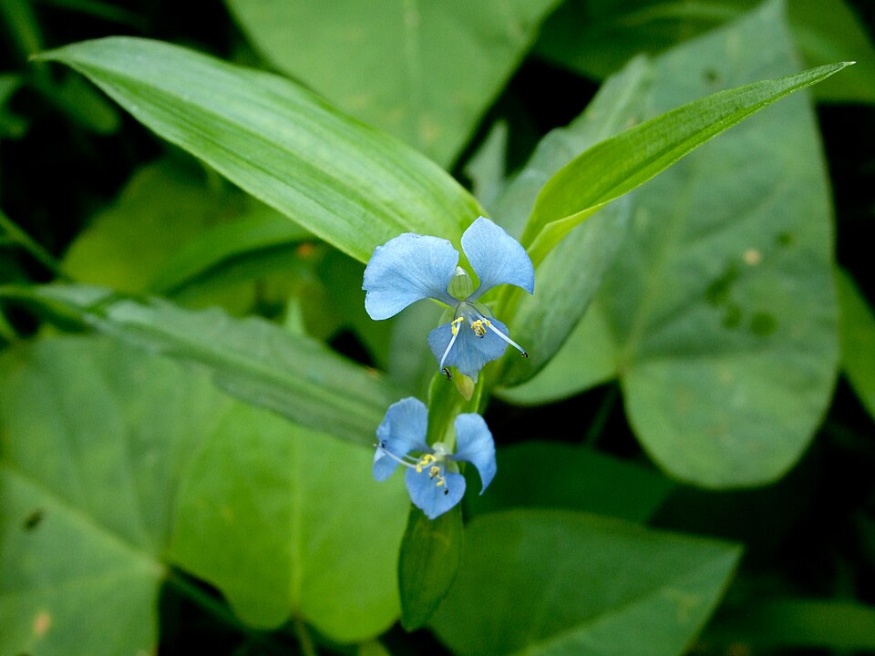 Commelina diffusa (climbing dayflower) (alternate view 4)