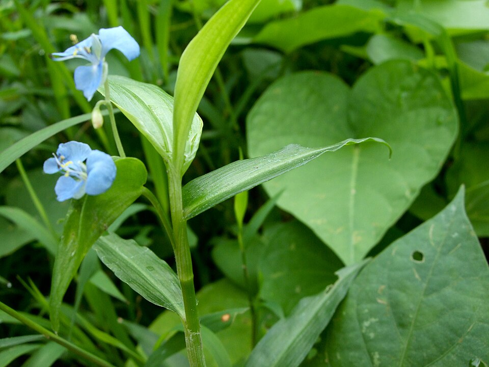 Commelina diffusa (climbing dayflower) (alternate view 5)