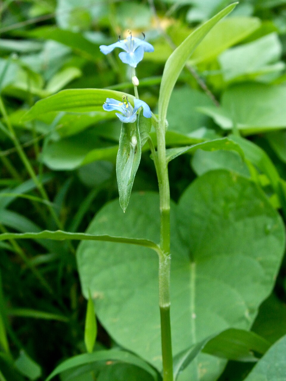 Commelina diffusa (climbing dayflower) (alternate view 6)