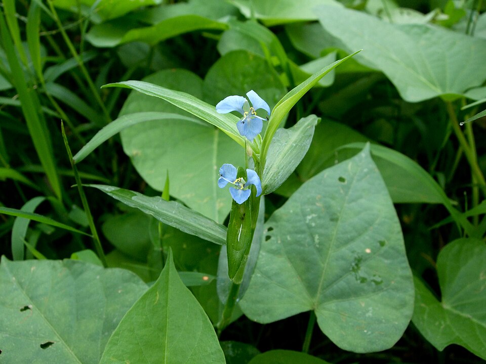 Commelina diffusa (climbing dayflower) (alternate view 7)
