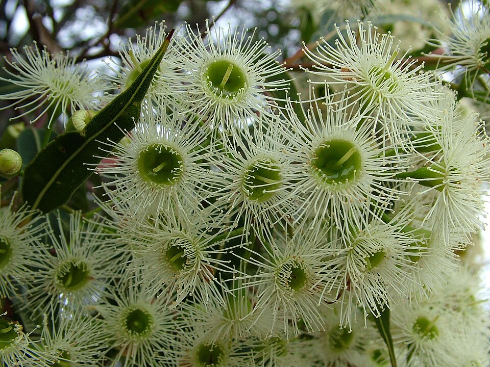 Corymbia gummifera (Red Bloodwood)
