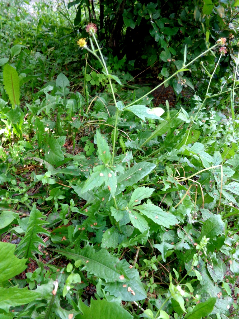 Geum urbanum (Wood Avens)