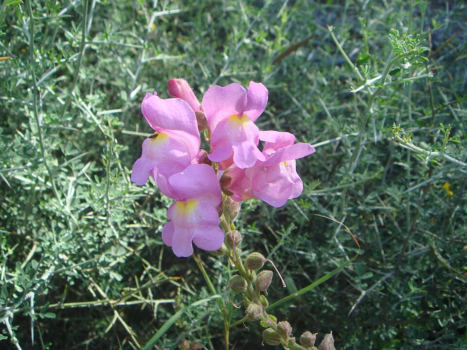 Antirrhinum majus (snapdragon) (alternate view 10)
