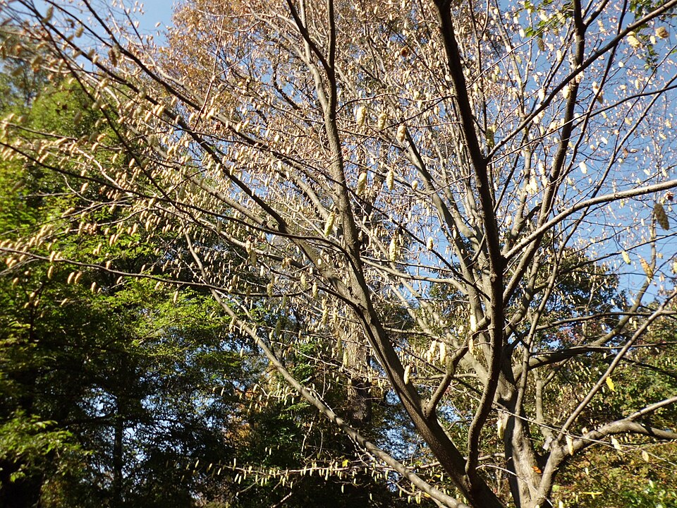 Carpinus cordata (Heartleaf Hornbeam)