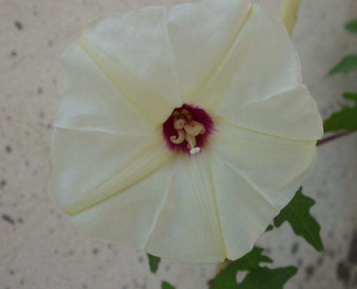 Distimake dissectus (Alamo vine) (alternate view 6)