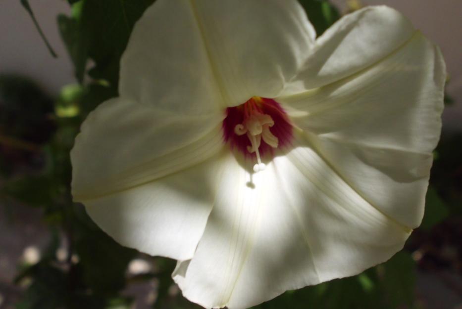 Distimake dissectus (Alamo vine) (alternate view 7)