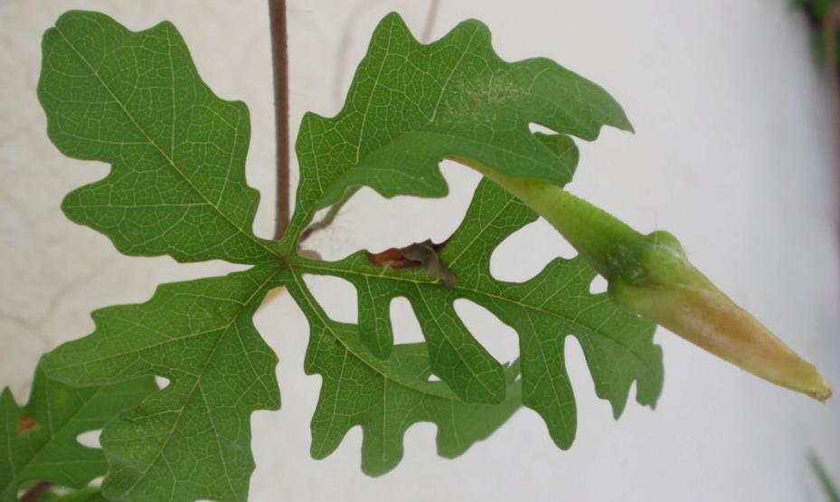 Distimake dissectus (Alamo vine) (alternate view 8)
