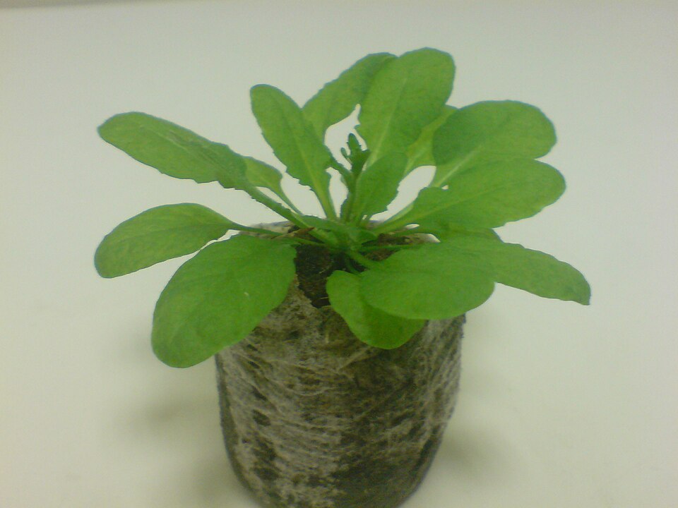 Arabidopsis thaliana (mouse-ear cress)