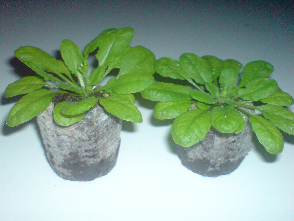 Arabidopsis thaliana (mouse-ear cress)