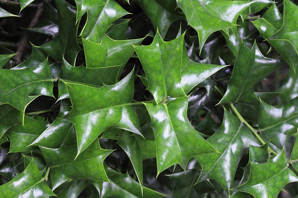 Ilex cornuta (Chinese holly) (alternate view 2)