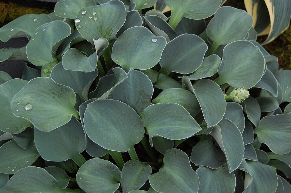 Hosta 'Blue Mouse Ears' (Blue Mouse Ears Hosta)