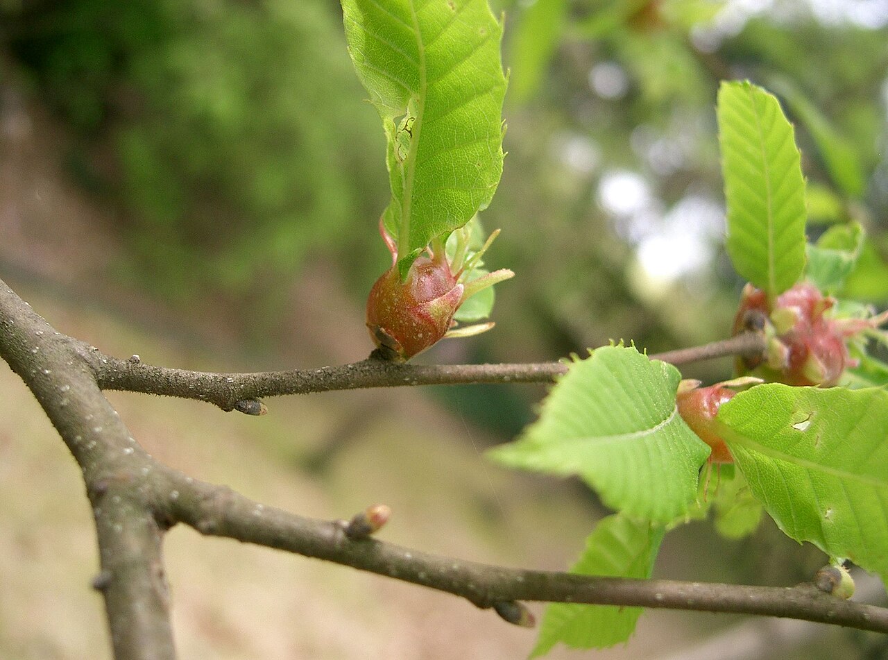 Castanea crenata, Japanese chestnut — spreading deciduous (Fagaceae) (image 2 of 10)