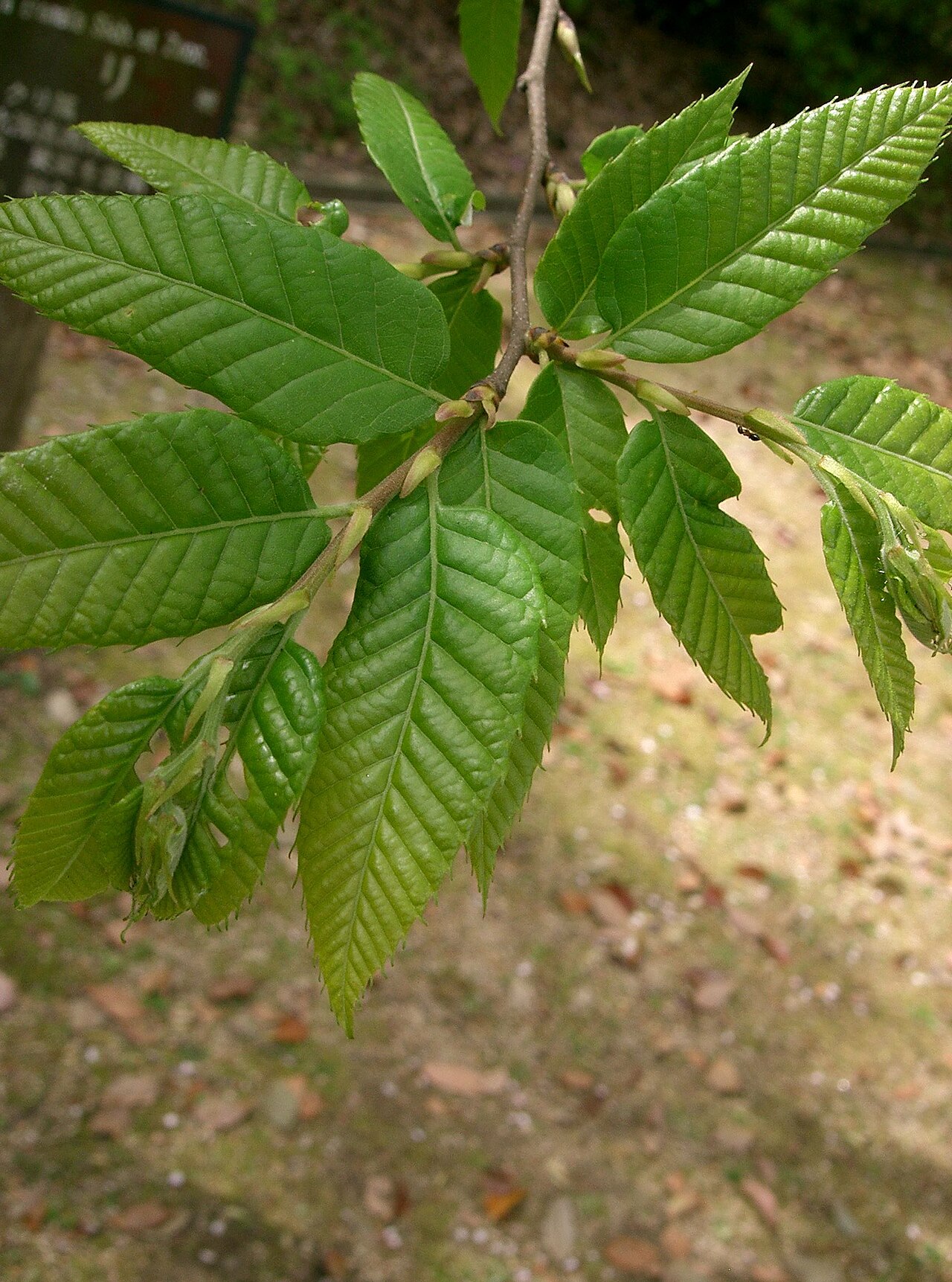 Castanea crenata, Japanese chestnut — spreading deciduous (Fagaceae) (image 3 of 10)